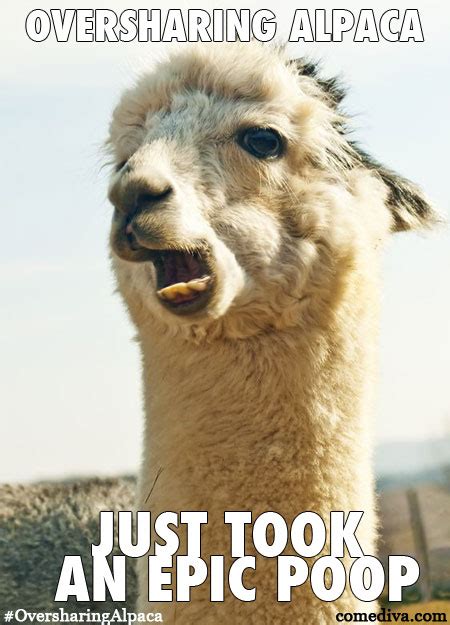 New Meme: Oversharing Alpaca - Comediva