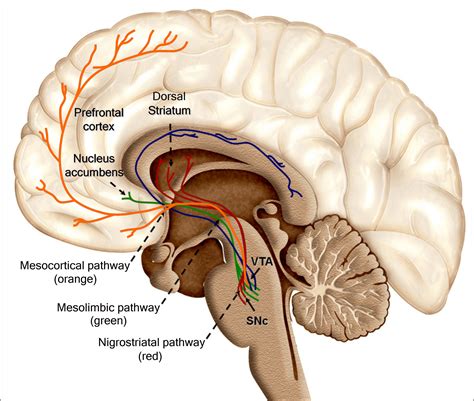 Corpus Striatum | Functions, Location, Structure, Disease & Summary