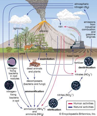 nitrogen cycle | Definition & Steps | Britannica.com