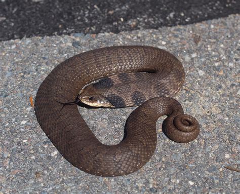 Eastern Hognose Snake (Heterodon platirhinos); Massachusetts [5/11/19 ...