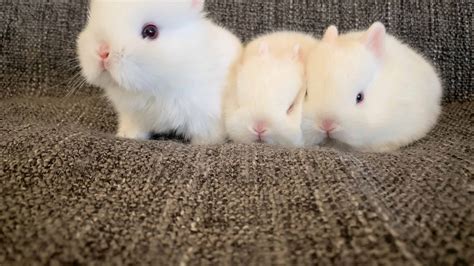 Netherland Dwarf Rabbit Pictures - AZ Animals