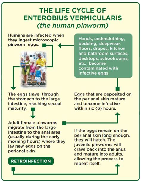 Pinworm Life Cycle In Humans