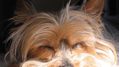 The Best Dog Food For Yorkies: A Buyer's Ultimate Guide