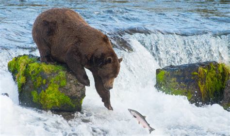 Grizzly Brown Bear Eating Salmon, Katmai National Park, Alaska Stock ...