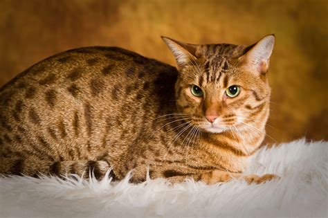 The Most Famous Spotted Cat Breeds Of 2018 | Pets Nurturing