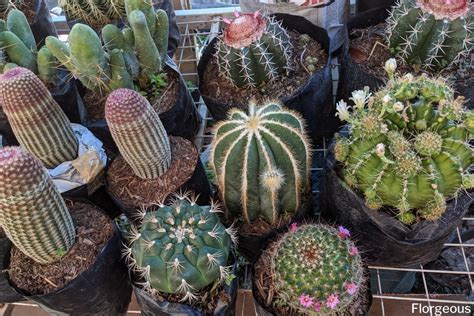 10+ Best Types of Cactus Plants for Home and Gardens | Florgeous