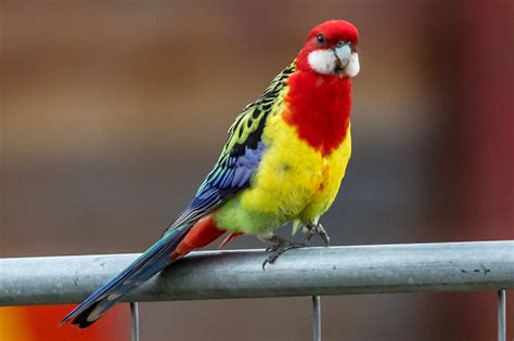 Australian Parrots - Australia's Wonderful Birds