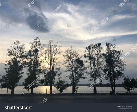 Group Trees Silhouette During Sunset Scene Stock Photo 1124024864 ...