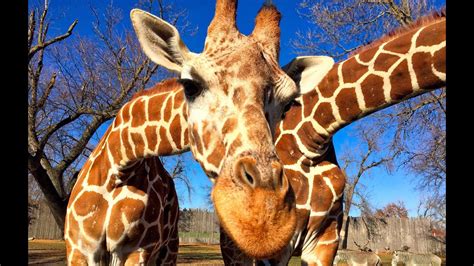 Up Close & Personal Video Great Plains Zoo in Sioux Falls - YouTube