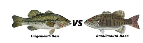 Battle Of The Best Bass: Smallmouth Vs Largemouth Bass