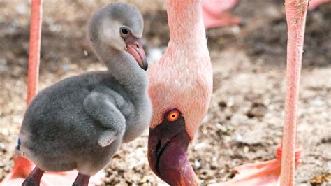 Why are flamingos pink? - BBC Newsround