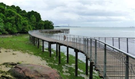 Chek-Jawa-Wetlands-Pulau-Ubin - Explore Singapore