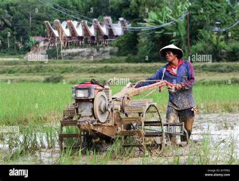 Indonesia, man plowing rice field with a tractor, Sulawesi Island near ...