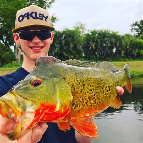 Peacock Bass Fishing in Florida - Hard Fighting Florida Peacock Bass