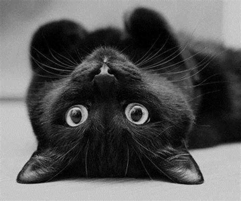 Upside-down black cat. | Cats, Black cat, Cute animals