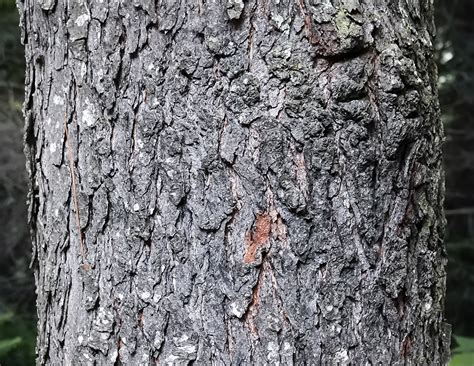 Trees of the Adirondacks: Black Cherry | Prunus serotina