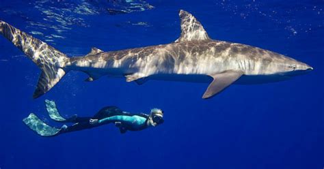 swim with sharks hawaii no cage - magorinajocelyn