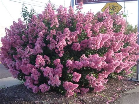 Gemma Lodewyckx: Flowering Evergreen Trees Zone 6 : Spring Greenery ...