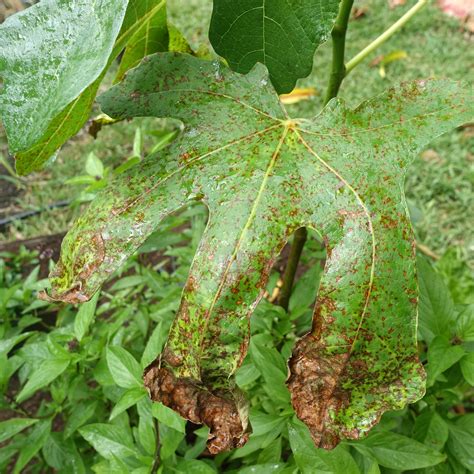 Fig | Diseases and Pests, Description, Uses, Propagation