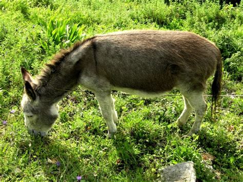 Anacapri – Postcards from the Boot – Photos of Italy