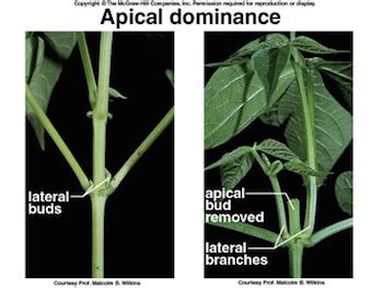 Terminal Bud: Definition & Function - Video & Lesson Transcript | Study.com