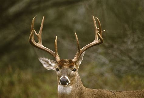 Those Amazing Antlers | Deer, Deer hunting, Whitetail deer