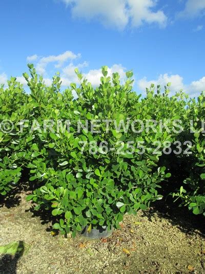 45 Gallon Clusia Hedge - Florida Hedge Plants - Clusias