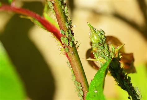 Garden Aphids Control Methods - A Complete Guide | Gardening Tips