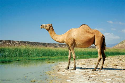 サイズ CAMELSの通販 by ゆー's shop｜ラクマ します - www.oharqdesign.com