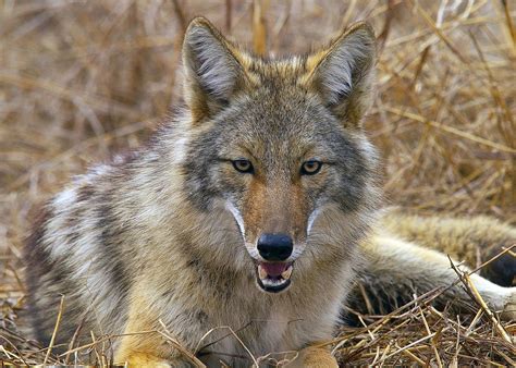 Coyotes are wily predators and pests | Mississippi State University ...