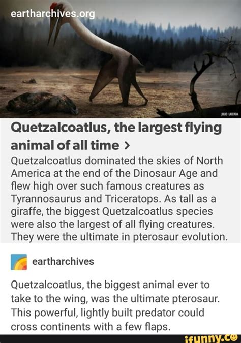 Quetzalcoatlus, the largest flying animal of all time > Quetzalcoatlus ...