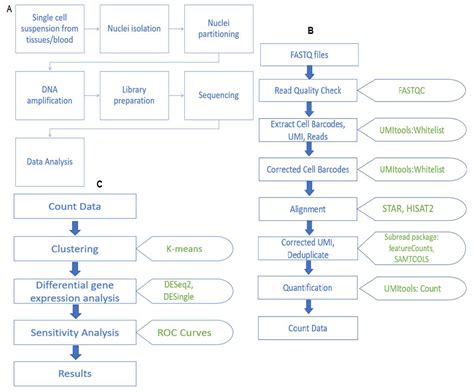 Analysis of single cell RNA sequencing data: a step-by-step guide | RNA ...