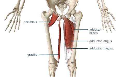 3 Exercises to Heal an Adductor Strain (2022)