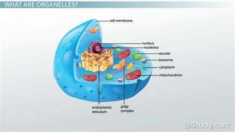 Non-Membrane Bound Organelles | Types & Examples - Lesson | Study.com