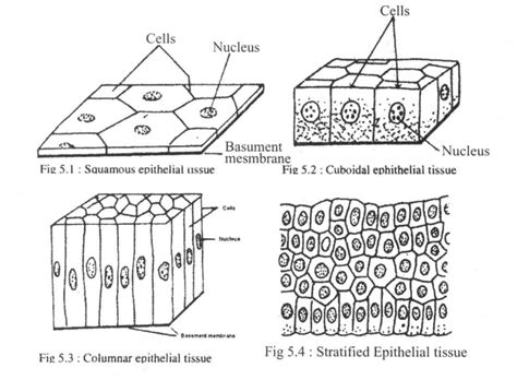 Structural Characteristics, Function and Location of Epithelial Tissue