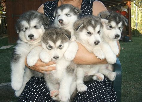 Dog : Alaskan Malamute Husky Puppies , Alaskan Malamute Puppy HD ...