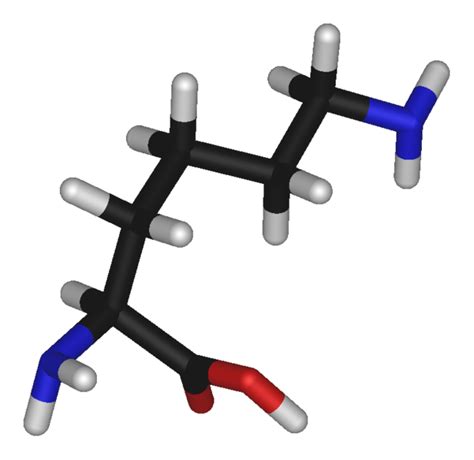 Lysine - wikidoc