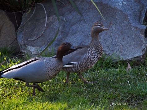 What’s Lurking In Your Backyard? – #33 Australian Wood Duck – Habitat ...