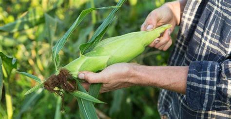 How to Plant, Grow, and Harvest Sweet Corn (Maize) - Gardeners' Magazine