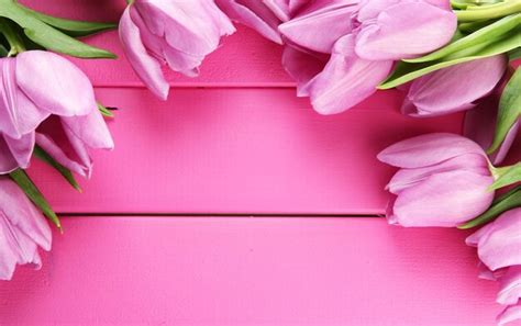 Premium Photo | Beautiful bouquet of purple tulips on pink wooden ...