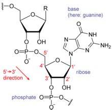 ARN - RNA - abcdef.wiki