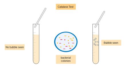 Catalase Test: Principle, Reagent, Protocol, Application - Chemistry Notes