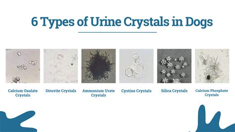 Are Urine Crystals a Sign of Urinary Tract Infections? - Volhard Dog ...