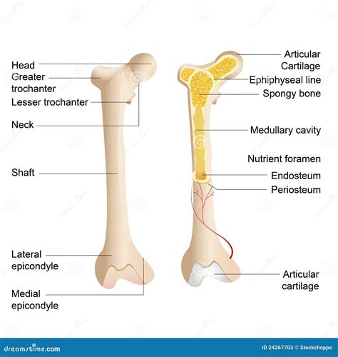 Bone Anatomy stock vector. Image of calcium, marrow, blood - 24267703