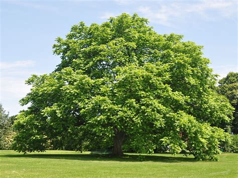 White Walnut Tree For Sale Online | Shrubs & Trees Depot