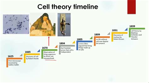 Timeline Of Cell Theory | The Best Porn Website