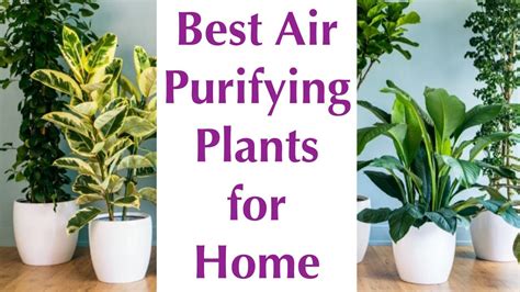 15 Best Indoor Plants For Air Purification: Your Guide To Cleaner Air