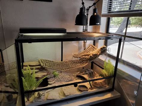 Best Bearded Dragon Enclosures | ReptileKnowHow