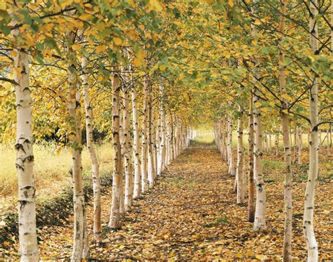 12 Common Species of Birch Trees