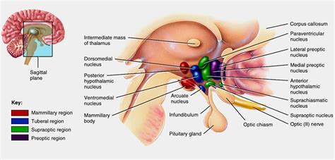 Hypothalamus - Functions, Hypothalamus Hormones and Disorders